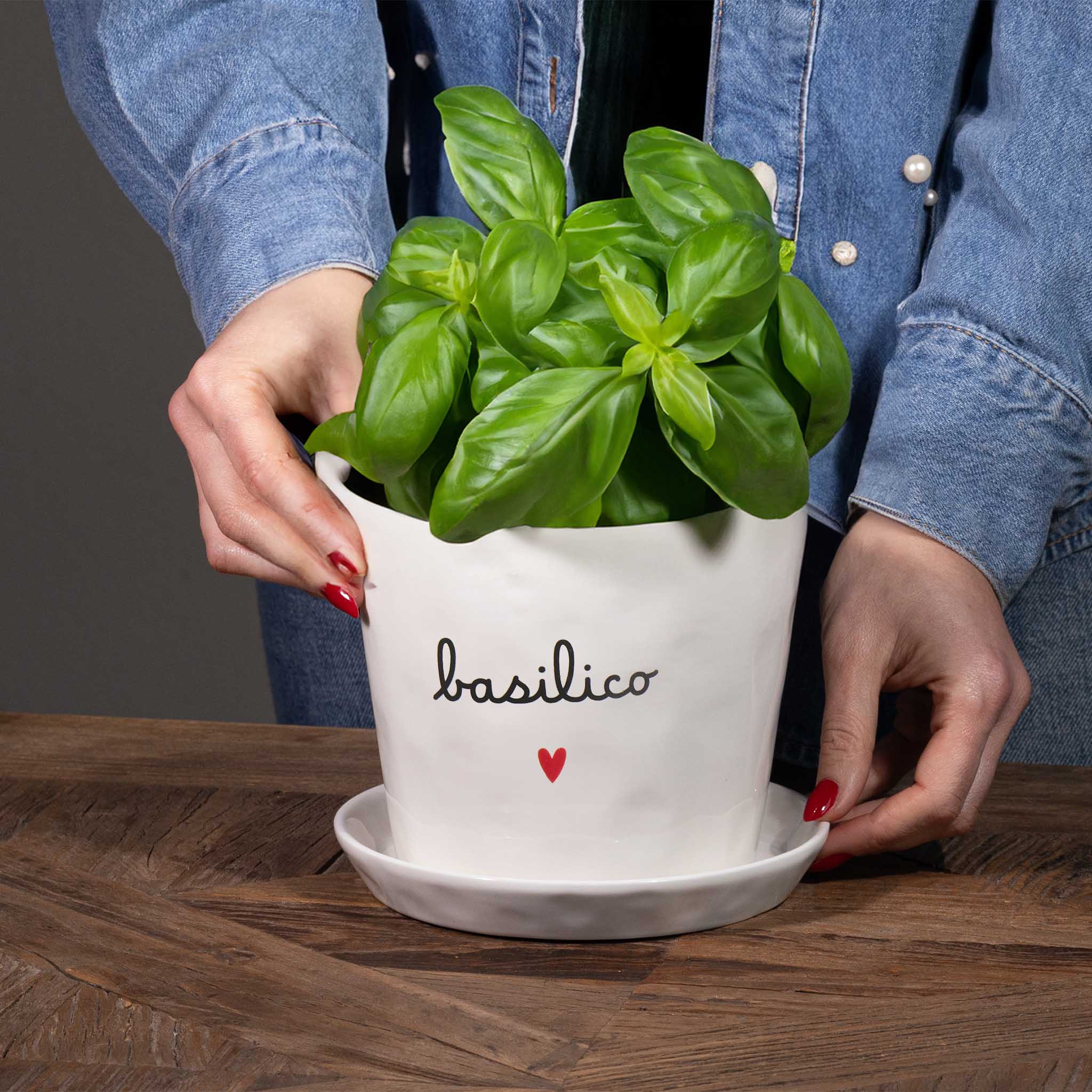 Vaso Basilico Cuore, con sottovaso - Image 3