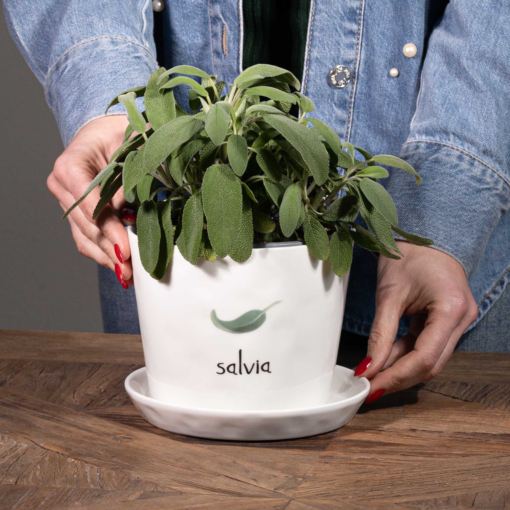 Vaso Salvia, con sottovaso - Image 3